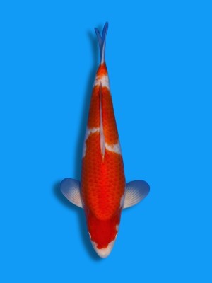 Kohaku | Koi&Co. Kohaku | Koi&Co.